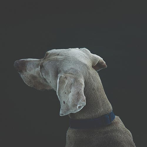 dark grey dog with blue leash