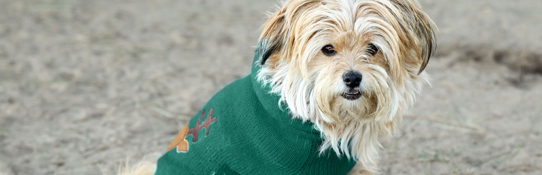 posh puppy dog sweater